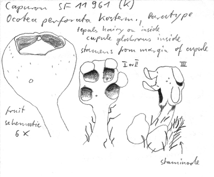 Vorschaubild Ocotea perforata Kosterm.